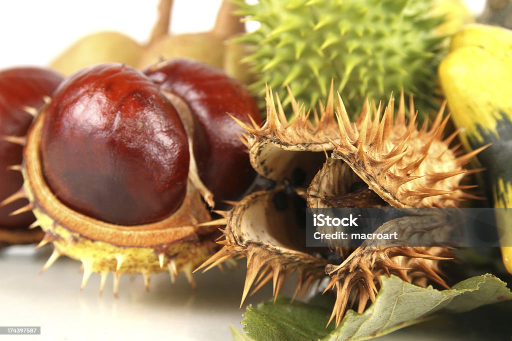 chestnuts и jimsonweed - Стоковые фото Без людей роялти-фри