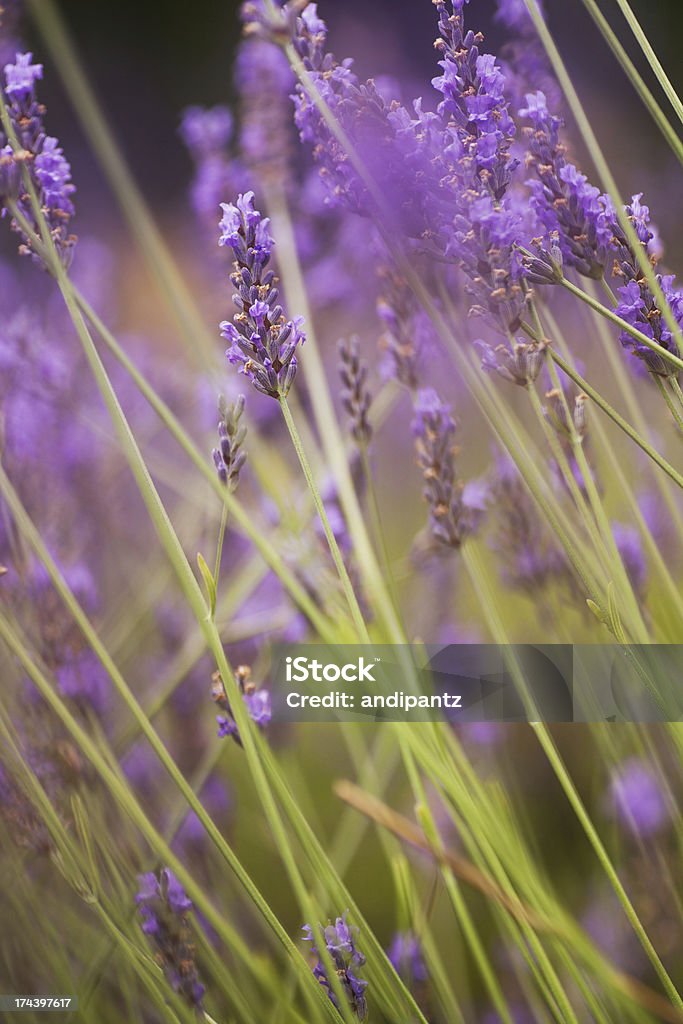 - Lavendel - Lizenzfrei Bildschärfe Stock-Foto