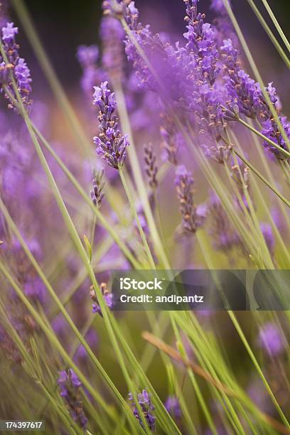 Lavendel Stockfoto und mehr Bilder von Bildschärfe - Bildschärfe, Blume, Blumenbeet