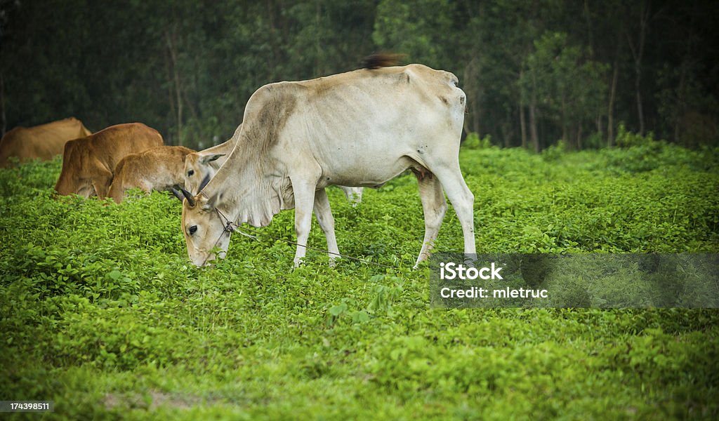 Cow 풍경 - 로열티 프리 0명 스톡 사진