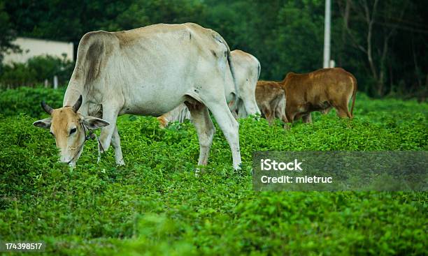 Cow 풍경 0명에 대한 스톡 사진 및 기타 이미지 - 0명, 가축, 가축떼