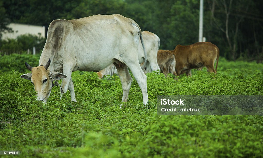 Vaca na Paisagem - Royalty-free Agricultura Foto de stock
