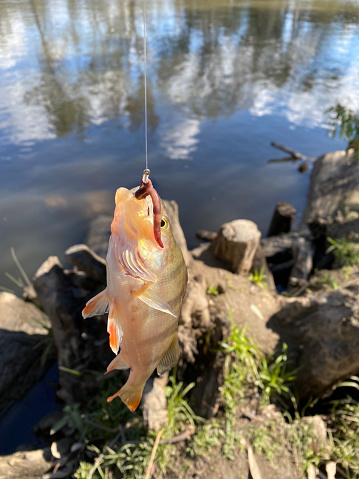 Redfin fish get caught on wire with worms bait , hanging on a fishing line at Murray river ,Australia.