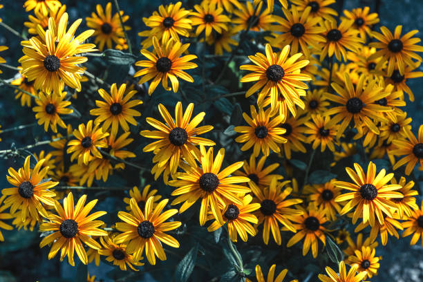 istock Budding rudbeckia on a flower bed in the garden. 1743991920