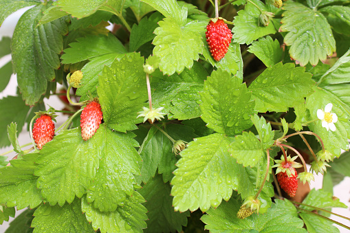 organically organic forest wood woodland wild austrian strawberries in austria, strawberry plant with red fruits and green leaves