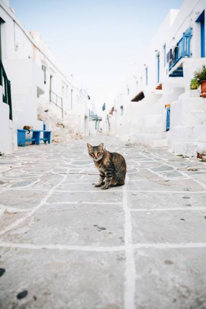 istock Cat in Folegandros Island, Greece 1743998168