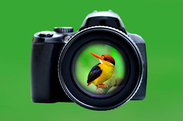 istock Focusing bird in wildlife with sharp lens and good camera 174400290