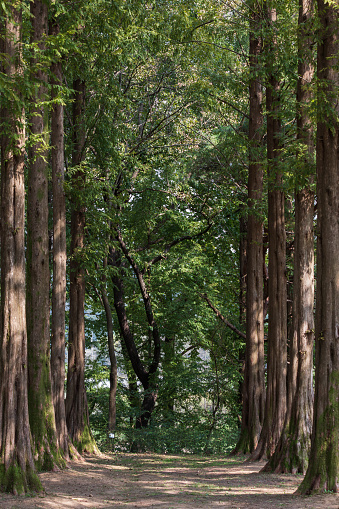 Dense metasequoia forest. Metasequoia glyptostroboides