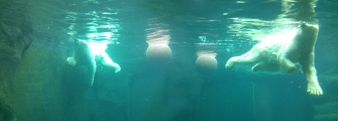 2 polar bears diving, playing, swimming in a turquoise, blue-green pool with 2 balls, photographed from underwater, water mirror glistening in the sun