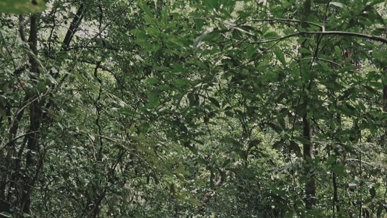 Point of view shot of landscape with trees