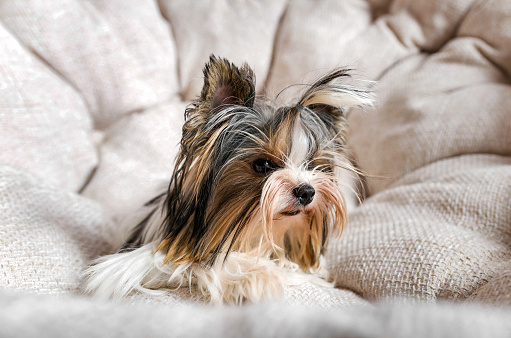 Dogs of the small Yorkshire terrier breed, on a light background