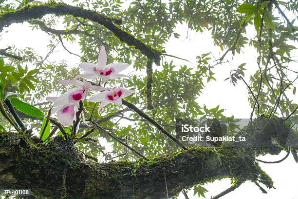 Beautiful Wild Orchid In Forest Of Thailand Stock Photo - Download Image Now - Rainforest, Tree, Animal Wildlife