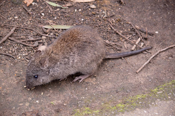 긴 코 포토루는 음식을 찾고 있습니다. - potoroo 뉴스 사진 이미지