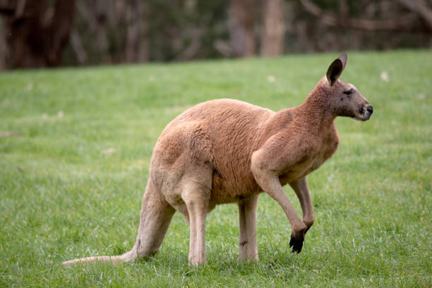 istock this is a male red kangaroo 1744012853