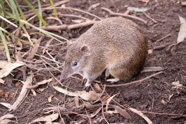 남부 갈색 반도는 작은 습지입니다 - potoroo 뉴스 사진 이미지