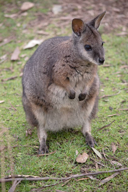 istock the tammar wallaby is standing on its hind legs 1744014049