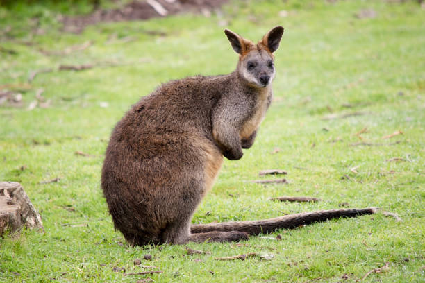 istock the swamp wallaby is standing on its hind legs 1744014053