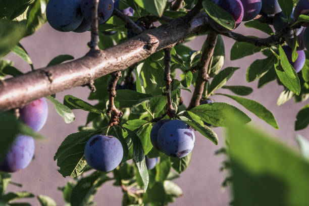 istock Shallow depth of field. 1744014645