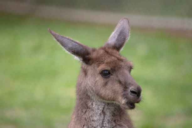 Western grey kangaroos have short hair, powerful hind legs, small forelimbs, big feet and a long tail. They have excellent hearing and keen eyesight.