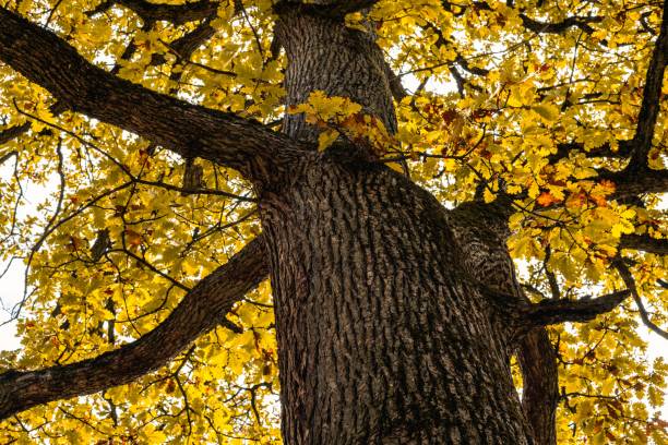 istock Yellow autumn tree in the park 1744017013