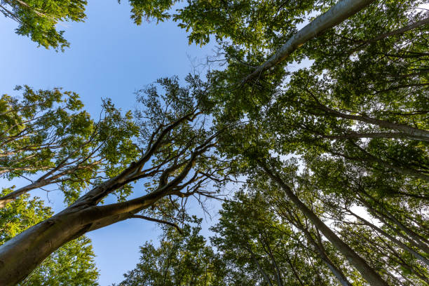 istock Green Treetops in the Deciduous Forest 1744018273