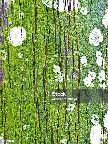 Textura Da Casca De Árvore Moss E - Fotografias de stock e mais imagens de Abstrato - Abstrato, Apodrecer, Arabesco