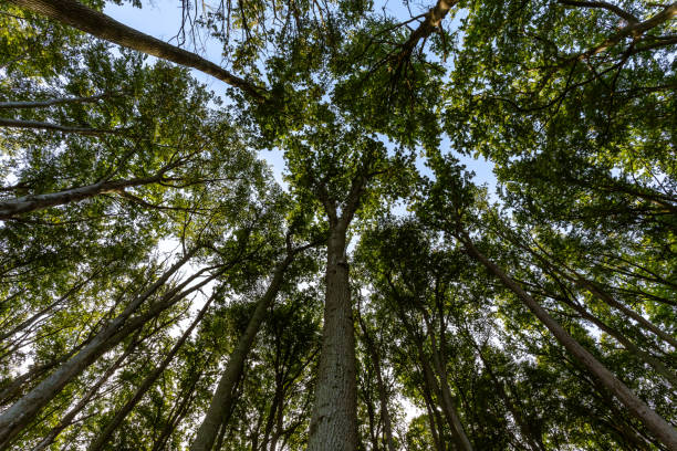 istock Green Treetops in the Deciduous Forest 1744019438
