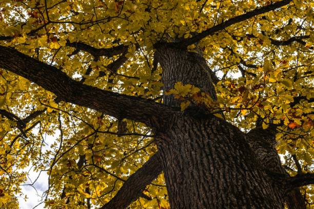 istock Yellow autumn tree in the park 1744019934