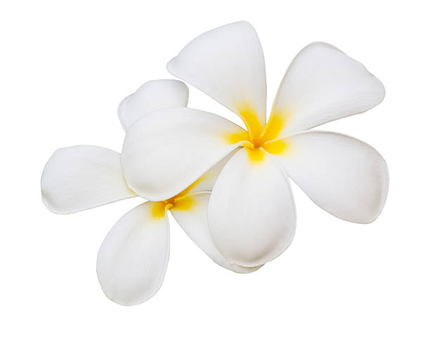 istock Flower of temple isolated 174402015