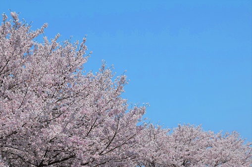 blooming sakura flowers and blue sky.