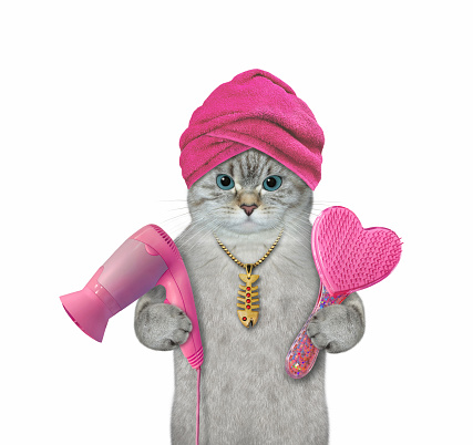 An ashen cat with a pink towel around his head holds a hair dryer and a comb. White background. Isolated.