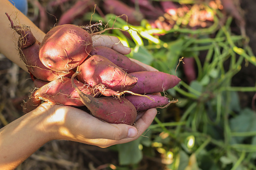 harvest of sweet potato tubers close-up in the hands of a farmer in the garden