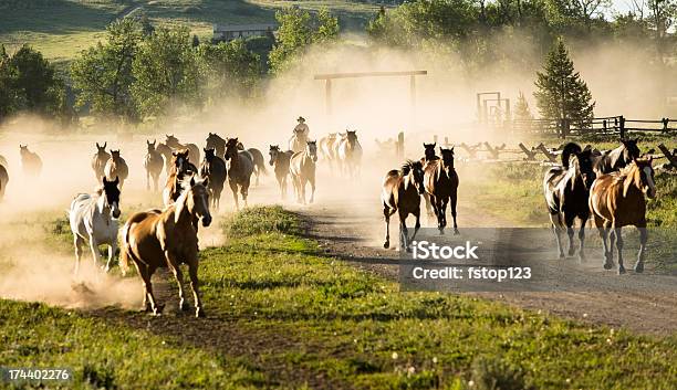 Ranch Manada De Caballos Se Redondearán Por Vaquero Foto de stock y más banco de imágenes de Montana