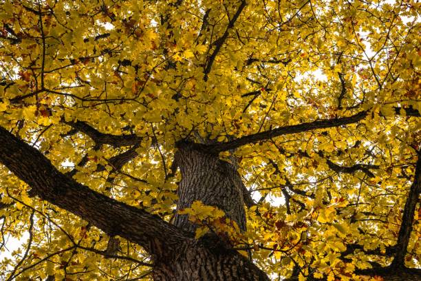istock Yellow autumn tree in the park 1744024341