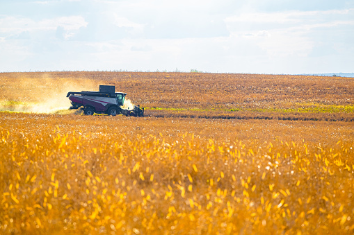 Ryazan, Russia - September 14, 2023: combine harvester working in the field. field cleaning in autumn. High quality photo