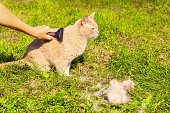 combing the fur of a domestic cat in nature. combing a cat's fur.