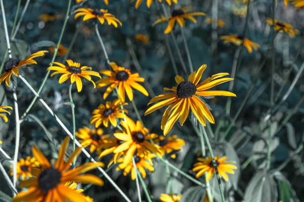 istock Yellow flowers on a blurry background. 1744028424