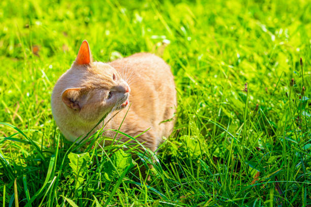 istock domestic cat eats green grass in the garden. 1744034355