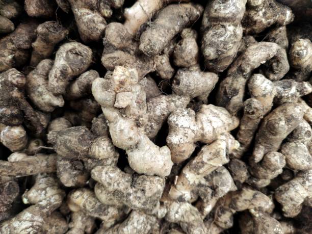 istock Ginger that has been harvested is ready to be marketed 1744034380
