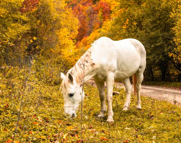 istock Horse on grass in autumn 1744034915