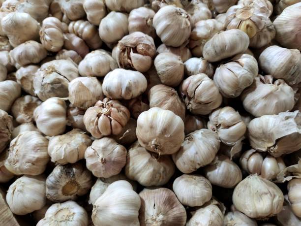 istock Garlic that has been harvested is ready to be marketed 1744034923