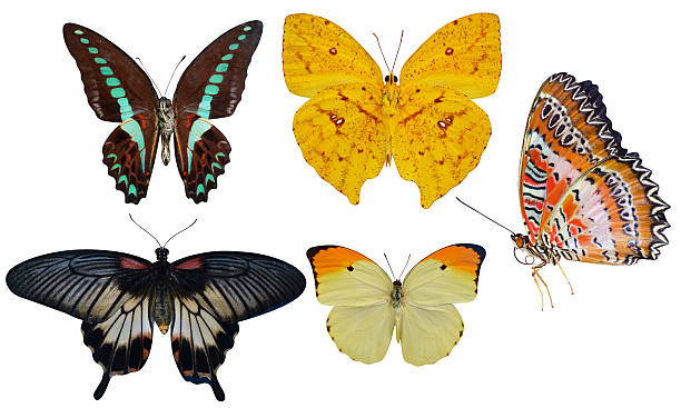 collection of butterflies insects isolated