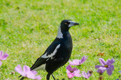 Australian magpie bird walking on the green grass near purple flowers in a botanical garden, birds of the Corvidae family or Cracticus tibicen with black and white plumage reminiscent of a Eurasian magpie.