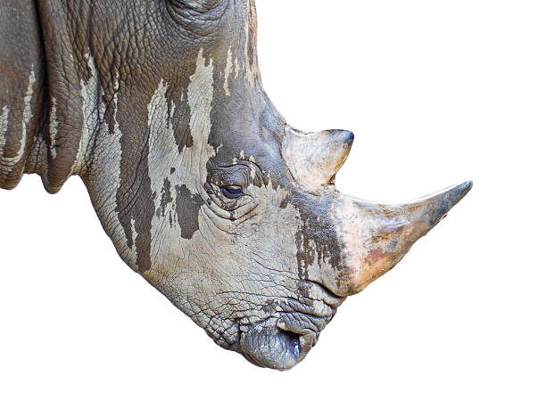 istock Horned Rhino face isolated on white background 174404972