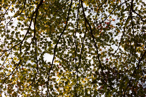 Looking up at the maple leaves blocking the autumn sunlight. maple leaf silhouette