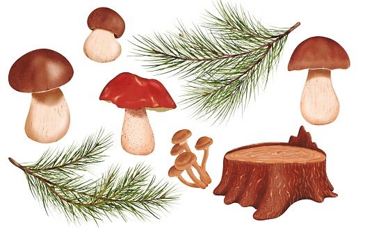 A woodland collection of elements. Various mushrooms - porcini, white mushroom, honey fungus. An old brown stump. Fluffy green pine branches. Botanical watercolor digital illustration. for stickers.