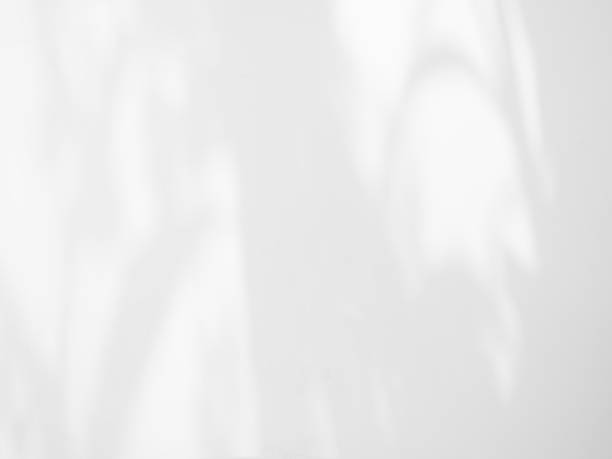 istock Shadow Background Wall Light White Overlay Plant Backdrop Abstract Sunlight Leaf Sun Minimal Mockcup Template Tropic Leaves Tree Summer Nature on Floor blur Foliage Branch Shade Effect. 1744079655