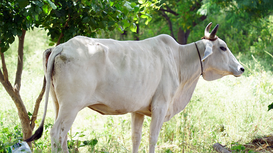 Indian Gir cow eating grass at the field