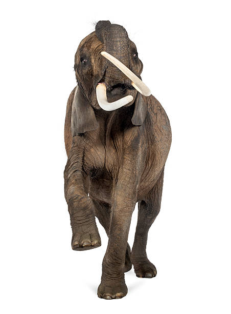istock Front view of an African elephant lifting its trunk, isolated 174408764