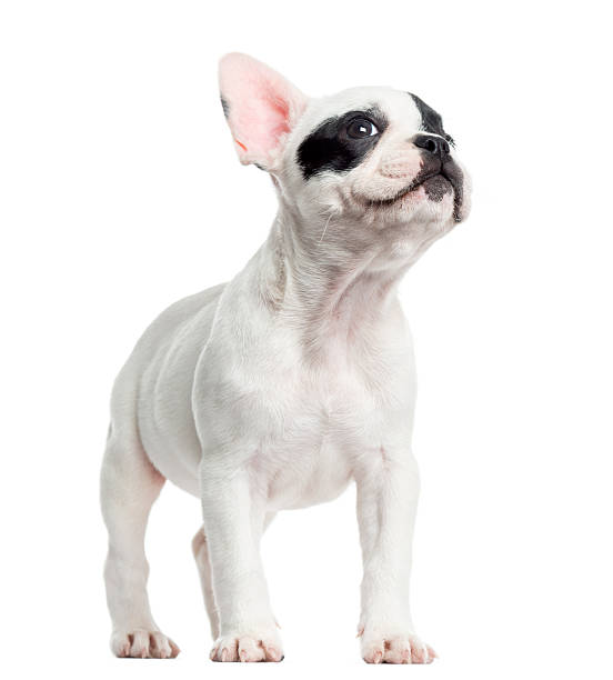 istock French bulldog standing, looking up, isolated on white 174408767